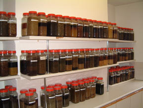 Medicinal Herb Tinctures Maturing in Galenicals